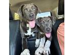 Lip American Pit Bull Terrier Young Male