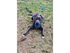 Fury (HW-) SPONSORED ADOPTION FEE 04/10 American Pit Bull Terrier Adult Male
