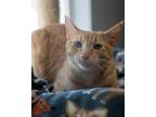 Charmander Domestic Shorthair Kitten Male