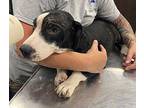 Bite Sized Basset Hound Young Male