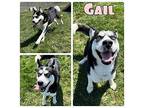 Gail Husky Young Female