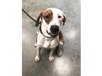 Willie / Oliver Hound (Unknown Type) Young Male