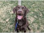 Bodhi Labrador Retriever Adult Male