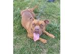 Reba (HW-) SPONSORED ADOPTION FEE 04/18 American Pit Bull Terrier Adult Female