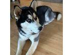 Oreo Husky Young Male