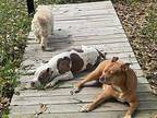 Luna American Staffordshire Terrier Adult Female