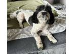 Winnie Bichon Frise Puppy Female