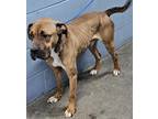 Ryder (HW-) SPONSORED ADOPTION FEE (04/18) Boxer Adult Male