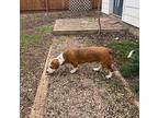 Robbie Basset Hound Adult Male