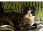 Calliope Domestic Shorthair Kitten Female