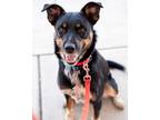 Jax Border Collie Adult Male