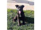Koa Border Collie Puppy Male