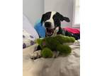 Hanna (HW-) F:(A.Page) SPONSORED ADOPTION FEE 4/25 Labrador Retriever Puppy