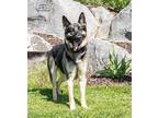 SASHA German Shepherd Dog Young Female