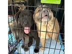Emmett Labrador Retriever Puppy Male