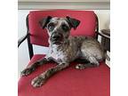 Roscoe Schnauzer (Standard) Adult Male