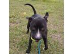Jake Gyllenpaws American Staffordshire Terrier Adult Male