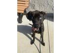 Bella (HW-) SPONSORED ADOPTION FEE 04/10 American Pit Bull Terrier Adult Female