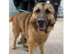 Kobe German Shepherd Dog Senior Male