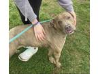 Dolly (HW-) SPONSORED ADOPTION FEE 04/10 American Pit Bull Terrier Adult Female
