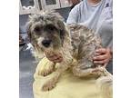 Ge Schnauzer (Miniature) Adult Female