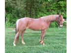 Made Trail Pony OR Fancy hunter/jumper PROPSECT