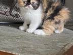 Exotic Shorthair Persians