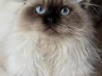 Seal Point LH Kittens