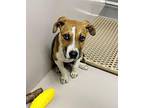Quigley Boxer Puppy Male