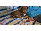 ADOPTION PENDING- Chase Miniature Pinscher Puppy Male