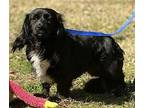 Barton Cavalier King Charles Spaniel Adult Male