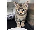 T Rex Domestic Shorthair Kitten Male