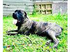 SASHA Mastiff Young Female