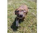 benji Puppy Male