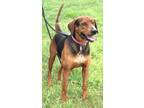 Pluto Hound (Unknown Type) Adult Male