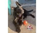 Gnocchi German Shepherd Dog Puppy Female