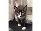 Spino Domestic Shorthair Kitten Male