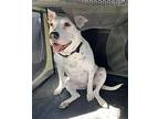 Cleo Staffordshire Bull Terrier Adult Female