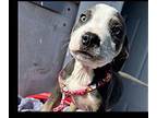 Rubble Puppy Male