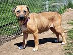 Birdie Mastiff Adult Female