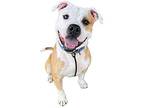 Pistachio American Bulldog Adult Male