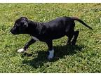 Daisy Puppy Female