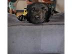 Sophie Labrador Retriever Puppy Female
