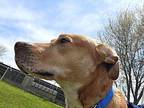 Gigi Labrador Retriever Adult Female
