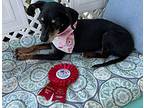Avi (In Foster) Dachshund Senior Female