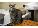 Munchkin Domestic Shorthair Young Female