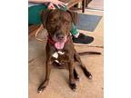 Coco Labrador Retriever Adult Male