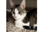Simba Domestic Shorthair Kitten Male