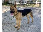 Scarlett German Shepherd Dog Young Female