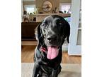 Trapper Labrador Retriever Senior Male